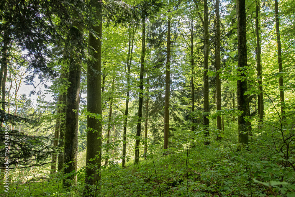 Fototapeta premium Fresh Green Woodland with Beech and Fir in Spring Light