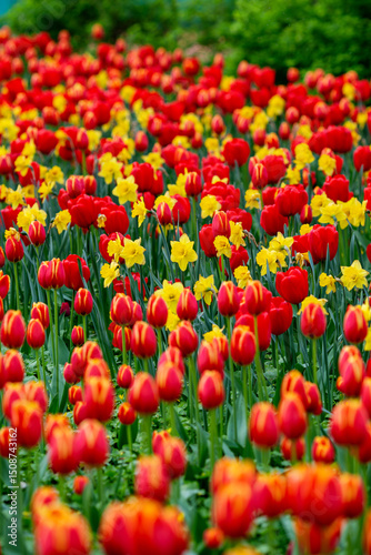 Bright flower meadow. Tulips and other flowers.