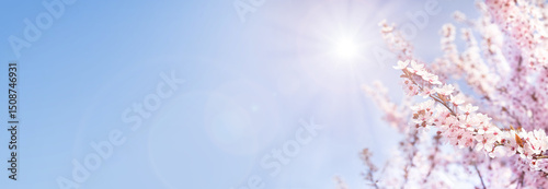 Banner of blooming cherry tree with flowers in full bloom on sky, sun background. White cherry blossom. Garden, Mother's Day, Easter, spring, wedding background. Copy space. Selective focus.