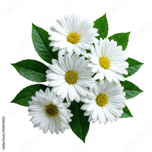 White Daisy Flowers, Isolated Transparent Background, Minimalist Design Element