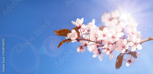 Blooming cherry tree with flowers in full bloom on sky background. White cherry blossom. Garden, Mother's Day, Easter, spring, wedding background. Copy space. Selective focus.