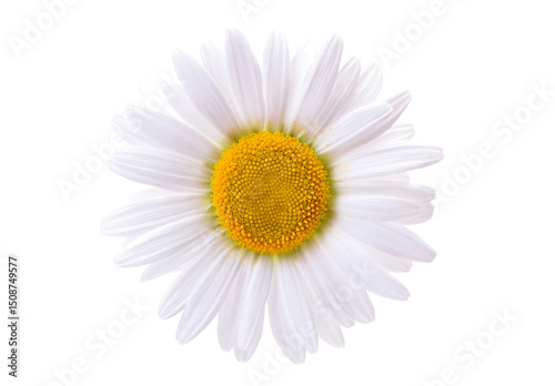 Daisy isolated on white background