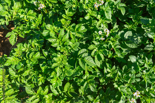 Earth's Patterns: Overhead View of Potato Plants in Cultivation.