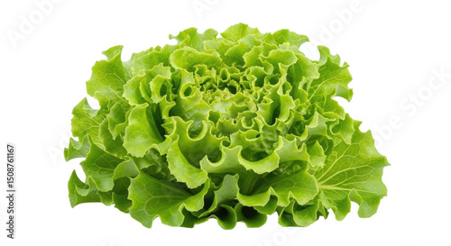 Close-up of vibrant green butter lettuce leaves, a fresh and tender salad ingredient, isolated on a pristine white background. Ideal for food blogs and markets.