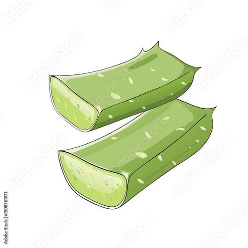 Fresh aloe vera leaves sliced in half on a white background  