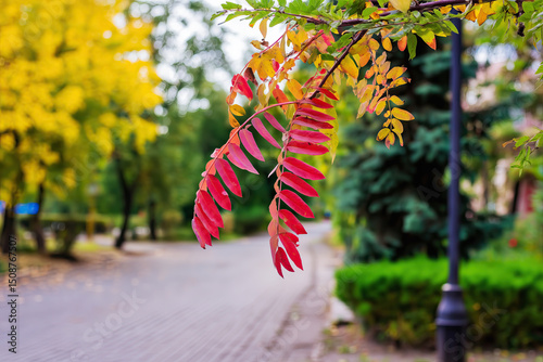 Colorful autumn background, beautiful fall nature wallpaper, red, yellow and orange leaves