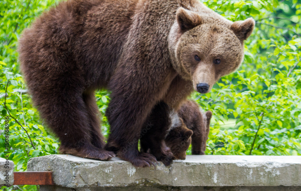 custom made wallpaper toronto digitalYoung bears on the Transfagarasan Road in Romania