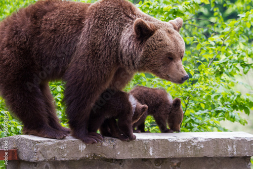 Bear family in Romania, on the Transfagarasan Highway.