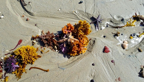 Colorful Seaweed and Starfish on Sandy Beach at Low Tide