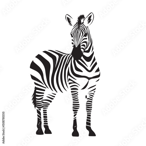 zebra silhouette sketch, black and white vector, graphics
