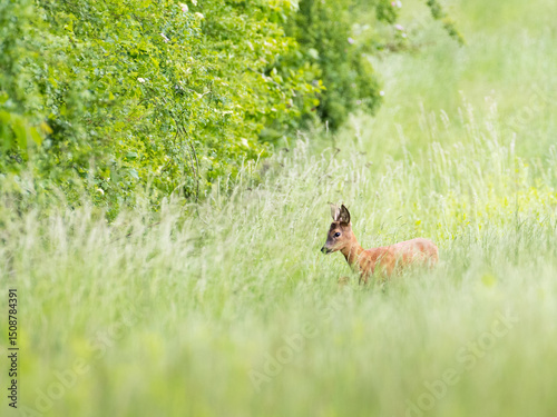 roe deer buck in high grass photo