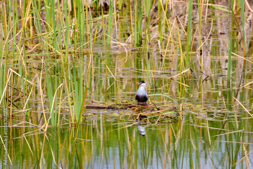 Fototapeta premium (Sterna hirundo) standing on a nest on a lake during the nesting season.