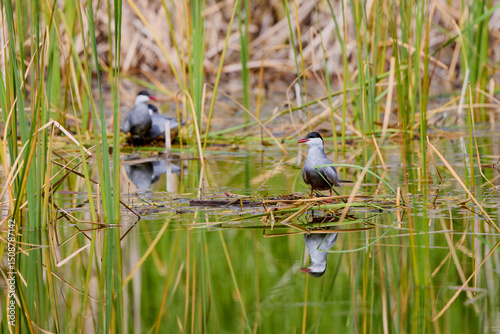 (Sterna hirundo) standing on a nest on a lake during the nesting season. photo
