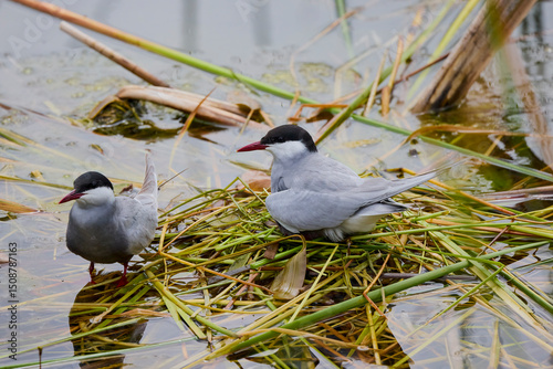 (Sterna hirundo) standing on a nest on a lake during the nesting season. photo