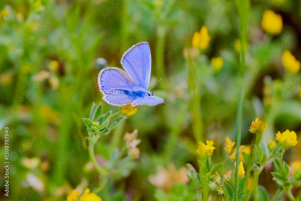 Fototapeta premium a beautiful blue butterfly on a plant
