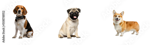 Adorable Fawn Pug: Cute and Expressive Dog Breed on Transparent Background Charming Pug Puppy for Pet, Animal, and Companion Themes