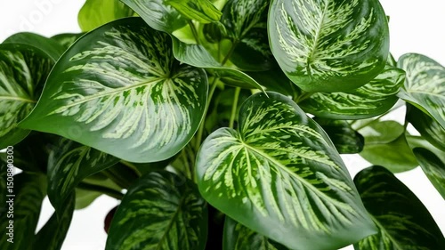 Close up shot of a lush Philodendron Birkin plant, showcasing vibrant green leaves with striking white variegation against white backdrop.