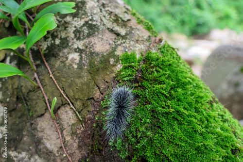 Selective focus Macrobrochis gigas caterpillars, black with soft white fluff on mossy trees at the beginning of the rainy season These caterpillars are non-poisonous and in the middle of lush forest