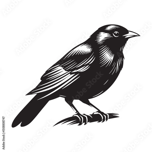 Smooth Mynah silhouette with curved wings – Mynah illustration – Minimalist Mynah vector – Bird silhouette – Bird vector

