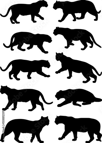 "Produce a white-background illustration featuring twelve black minimalist silhouettes of wild cats in different movements, focusing on anatomical diversity in a balanced layout."