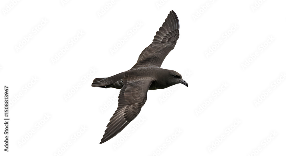 Fototapeta premium Sooty Shearwater in Flight Detailed Plumage and Wing Structure Displayed