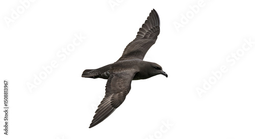 Sooty Shearwater in Flight Detailed Plumage and Wing Structure Displayed photo
