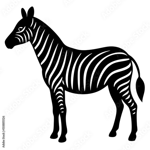 zebra isolated on white background