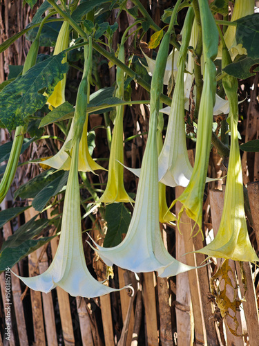 Thorn Apple  tree in the garden photo