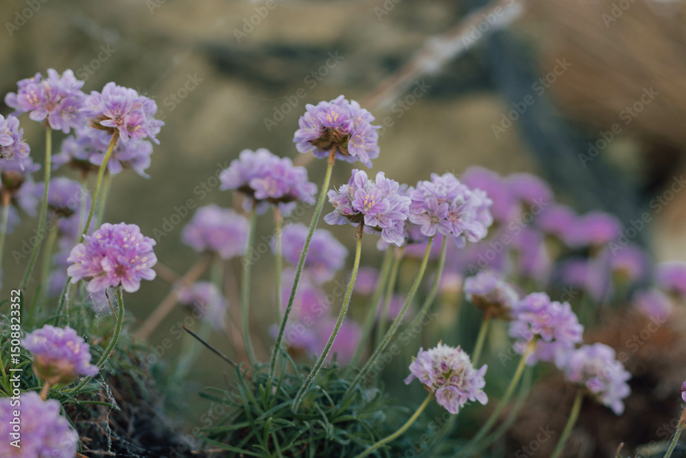 Obraz premium Thrift, sea pink, close up, flowers on rocky surface of Irish beaches