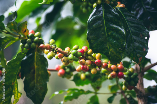 Ripe Red coffee bean berry plant fresh seed coffee tree growth in green eco organic farm. Close up red ripe seed robusta arabica berries harvest for  coffee garden. Fresh coffee bean green leaf bush