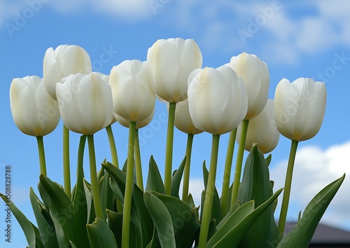 White tulips against a partly cloudy sky