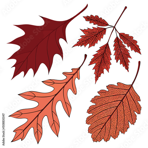 Bright red and orange autumn maple leaves, isolated on a white background, display nature's vibrant fall colors