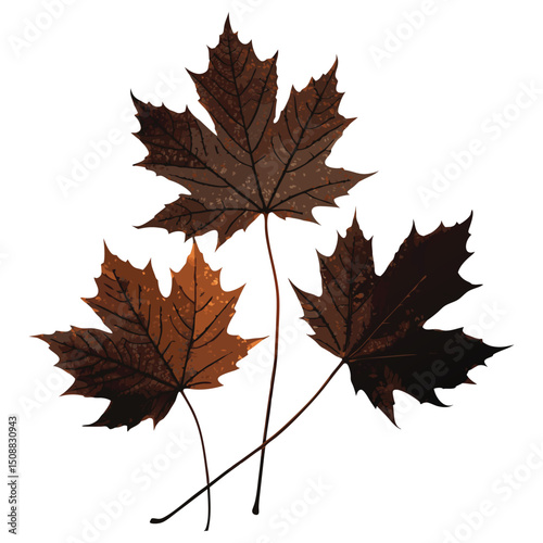 Autumn maple leaf isolated on white background with vibrant fall colors