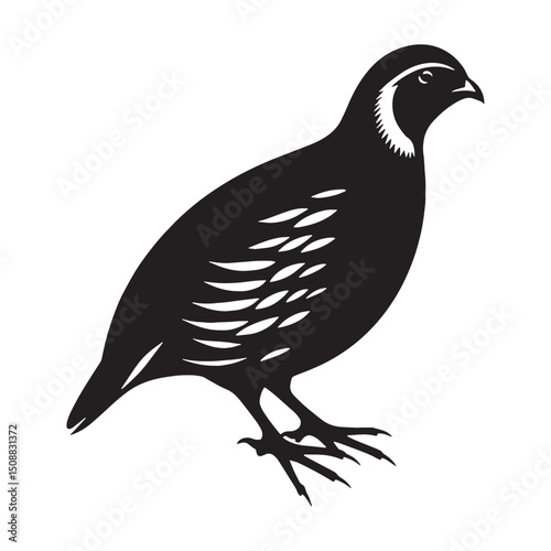 Gentle Quail silhouette in quiet stance – Quail illustration – Minimalist Quail vector – Bird silhouette

