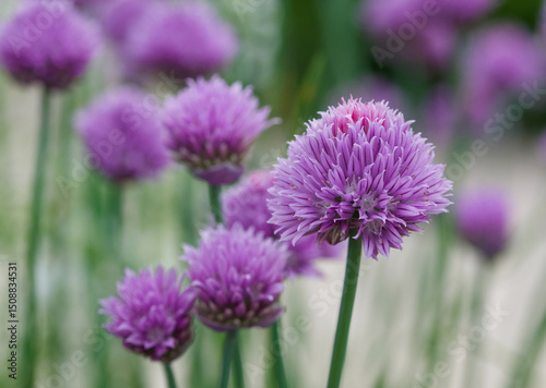 Beautiful close-up of allium schoenoprasum
