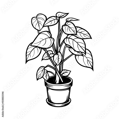 Hand-drawn potted plant Golden Pothos with lush leaves in black and white, isolated on a white background. Botanical illustration concept