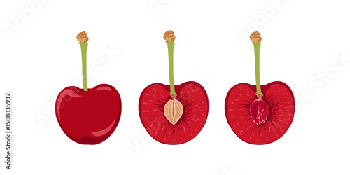 Cherry with twigs. Cherry hand drawn. Cherries with and without pits.