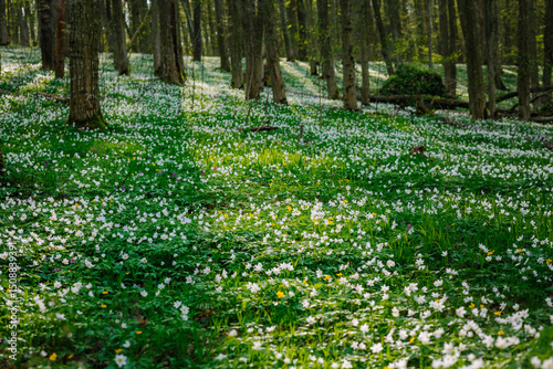 Breathtaking springtime blooms wood anemone in a forest clearing in sunny weather.