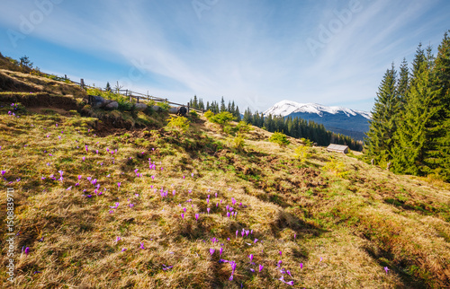 Snow-capped mountains under a clear blue sky. Carpathian mountains, Ukraine, Europe. photo