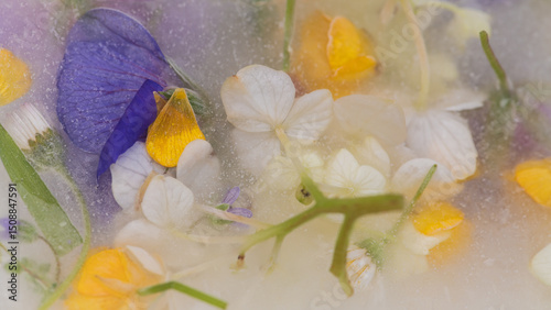 floral art background with fresh frozen flowers in white, yellow and purple featuring buttercup, geranium and hydrangea or hortensia