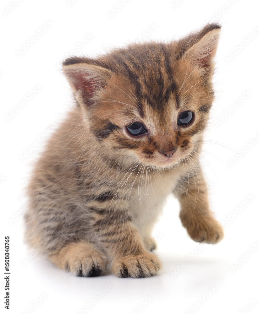 Fototapeta premium Kitten on white background.