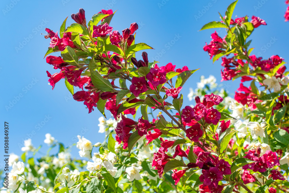 Fototapeta premium Weigela florida bristol ruby, flowers, caprifoliaceae