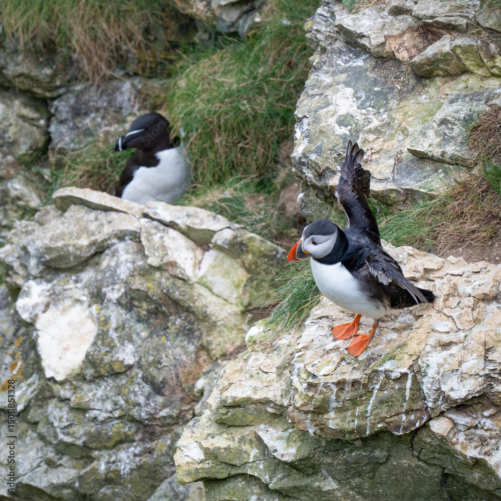 Fototapeta premium Beautiful Puffin Perched on the Cliff Edge