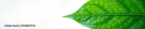 Lush green leaf against pure white, high-res detail, high resolution, isolated