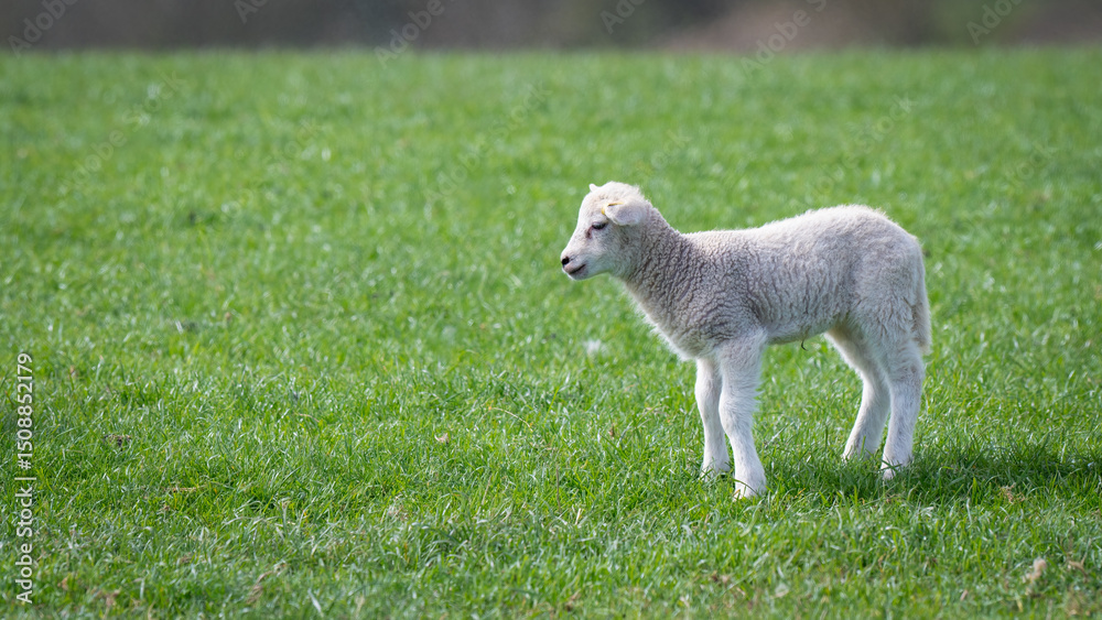 Obraz premium Young Lamb Standing in a Field