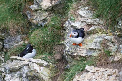 Beautiful Puffin Perched on the Cliff Edge photo