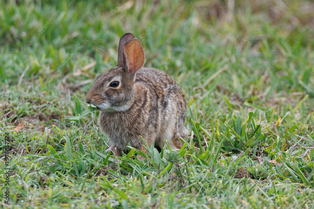 Fototapeta premium Wild Bunny Eating large Blade of Grass