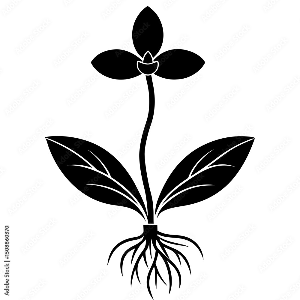 black and white flowers black and white flowers