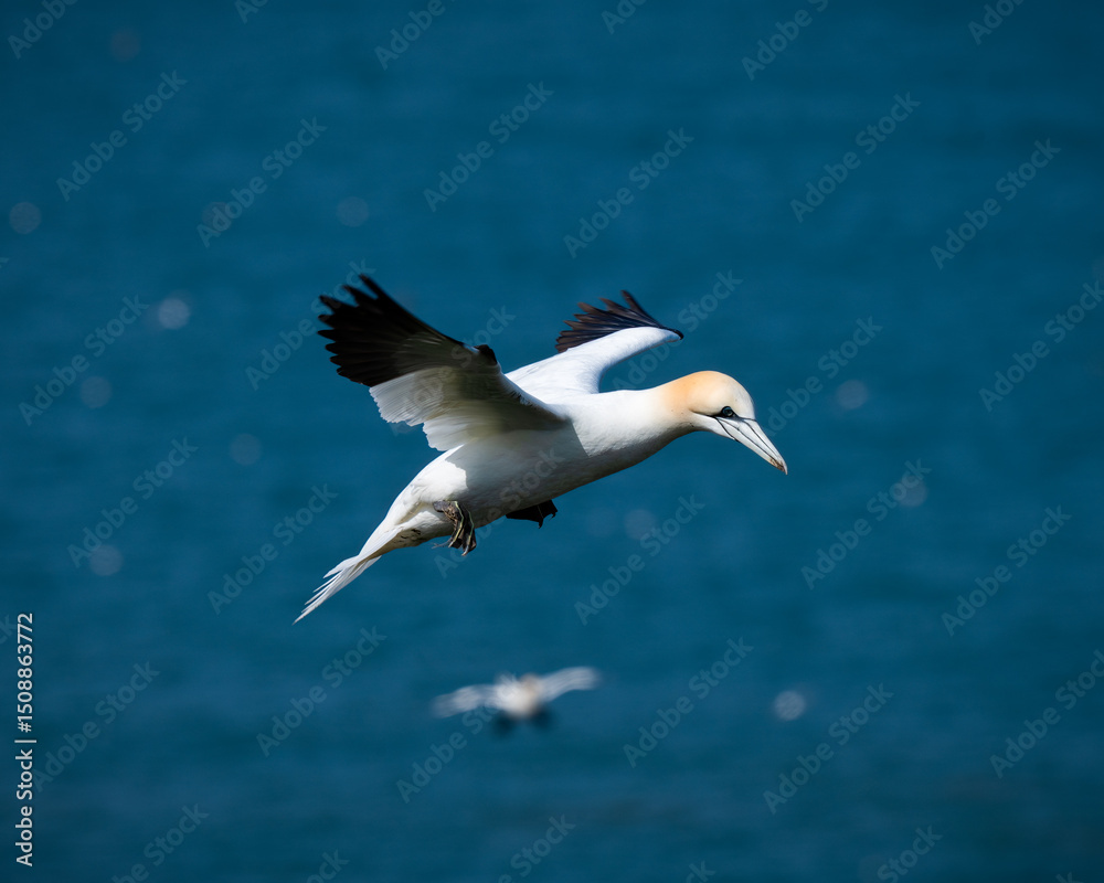 Obraz premium Gannet Flying Over the North Sea