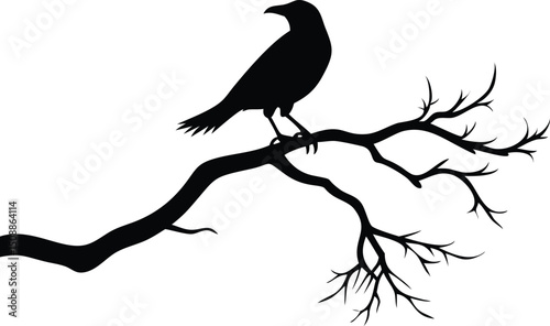 Silhouette crow perched on a bare branch